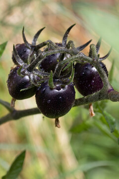 Close up of heritidge black tomatoes goth growing on vine
