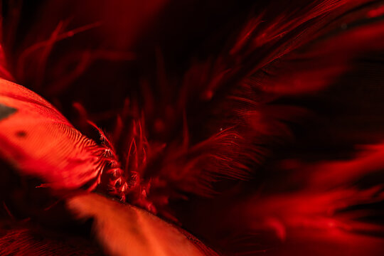Macro close up of vibrant red feathers texture on dark background with selective focus