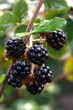 Close up for black ripe blackberries on the stem growing