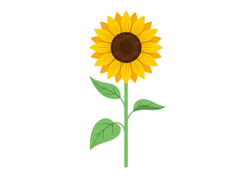 Sunflower Vector Illustration Flat Yellow Flower with Green Stem and Leaves Isolated PNG Transparent Background Botanical Clipart