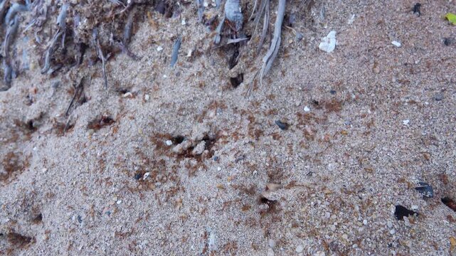 Red ground ants and an underground anthill are being built. Myrmica and an underground anthill are being built. Vietnam