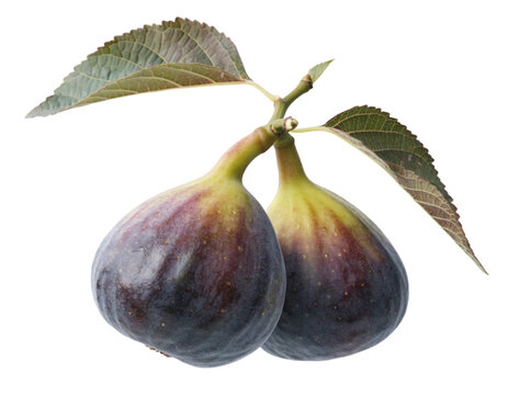 Fresh figs isolated on white background