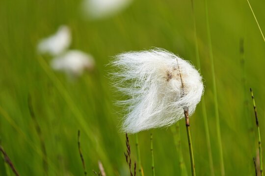 Eriophorum (cottongrass, cotton-grass or cottonsedge) is a genus of flowering plants in the family Cyperaceae, the sedge family. They are found in the cool temperate, alpine, and Arctic regions.