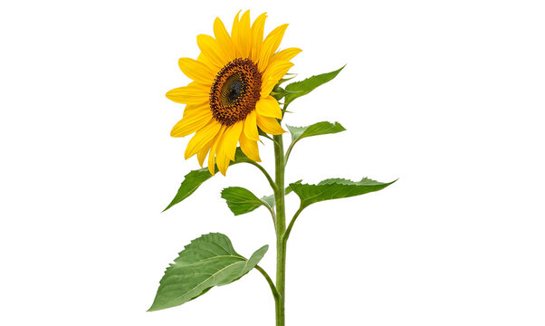 Sunflower Plant with Blooming Yellow Flower Stem and Green Leaves Isolated PNG Transparent Background Side View Studio Macro Shot