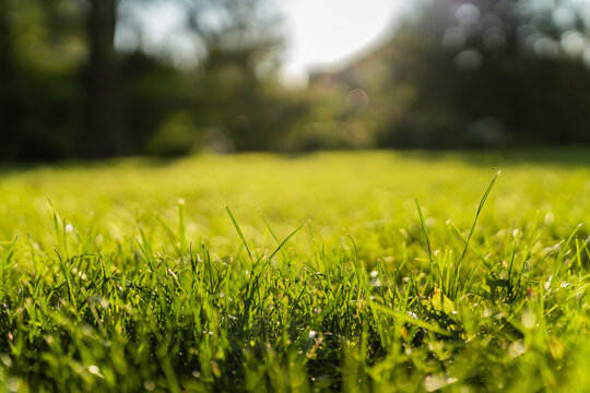 View of lush green grass in a park with soft sunlight and bokeh background in Riga, Latvia.