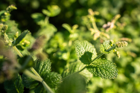 View of fresh green mint leaves growing in a garden under soft sunlight in Riga, Latvia.