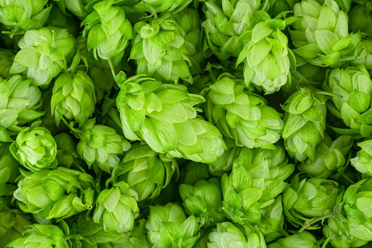 Fresh green hop cones texture as background, top view. Organic hop flowers. Raw materials for brewing.