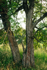 Fototapeta premium The trunk of an old pear tree