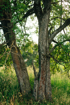 The trunk of an old pear tree