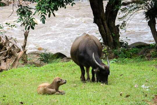 Water buffalo and calf grazing on green riverside meadow beside rushing tropical river, creating peaceful rural scene with lush foliage, natural habitat, and gentle animal interaction