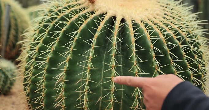 Green Cactus with beautful flowers in spring