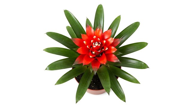 Top view of a vibrant red guzmania bromeliad houseplant isolated on white background