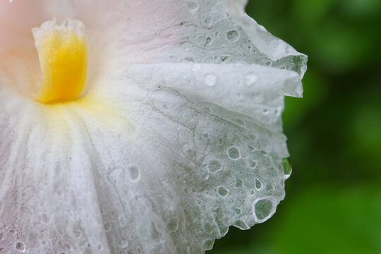 White hibiscus flower petal covered with water droplets, revealing delicate texture and yellow center against blurred green foliage