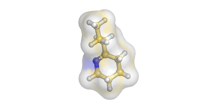 Coniceine, hemlock toxin, 3D molecule 4K