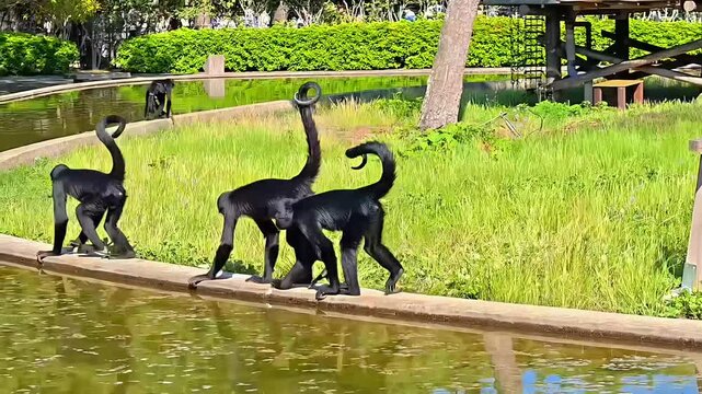 Black-handed spider monkeys walking together, Wildlife Reserve Zoo, Hairy Primate, Animal Biodiversity, Rainforest Creature, Tropical Creature