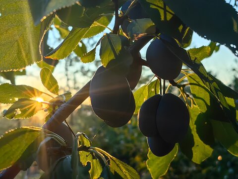 Dramatic silhouette of ripe blue plums hanging on the tree branch against the bright sunset sunburst in the orchard.