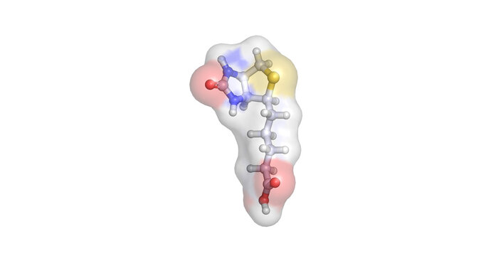 Biotin (Vitamin B7), water-soluble vitamin and essential coenzyme for carboxylase enzymes in metabolic carboxylation reactions, 3D molecule 4K