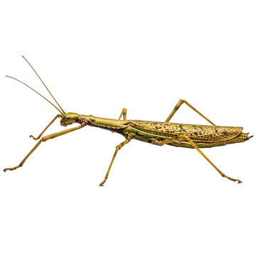 Realistic stick insect isolated on transparent background