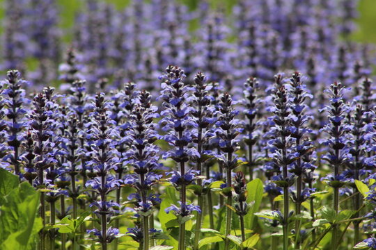 Dense patch of flowering Ajuga reptans, or bugle, with violet-blue flower spikes rising among fresh green leaves in a colorful spring ground cover.
