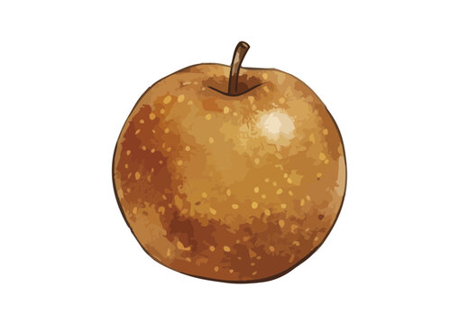 Fresh and Juicy Japanese Pear Illustration with Appetizing Texture／みずみずしくシズル感のある和梨のイラスト