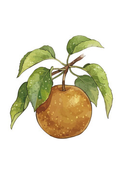 Fresh and Juicy Japanese Pear Illustration with Appetizing Texture／みずみずしくシズル感のある和梨のイラスト