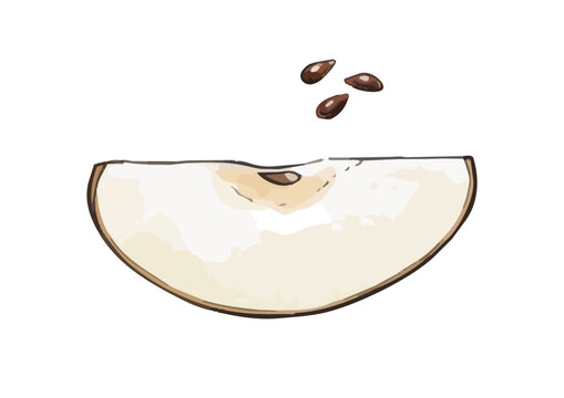 Fresh and Juicy Japanese Pear Illustration with Appetizing Texture／みずみずしくシズル感のある和梨のイラスト