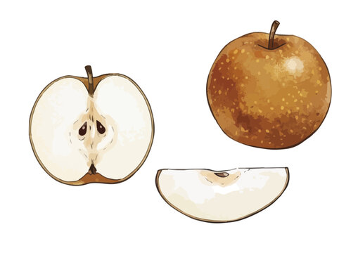 Fresh and Juicy Japanese Pear Illustration with Appetizing Texture／みずみずしくシズル感のある和梨のイラスト
