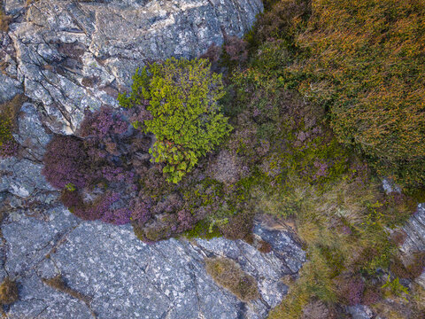 Aerial view of Vallda Sando Naturreservat featuring rocky terrain, vibrant purple heather, and green shrubs in Vallda, Hallands lan, Sweden.