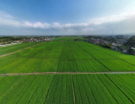 Aerial view of lush green rice paddies in the countryside with a small village in the background under a blue sky in Trawas, East Java, Indonesia.