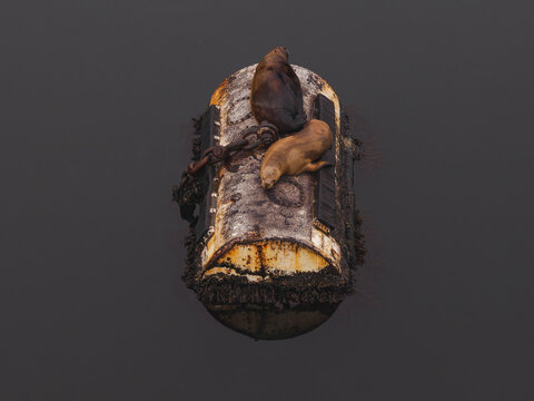 Aerial view of two sea lions resting on a weathered, barnacle-covered mooring buoy floating in the dark water in Unalaska, Alaska, United States.