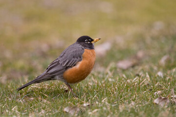 Fototapeta premium Male American Robin, Turdus migratorius, relaxing on the grass