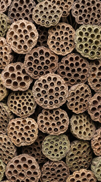 Photorealistic extreme macro botanical texture entirely filled with overlapping dried lotus seed pods, highlighting intricate natural geometric holes, earthy brown tones, and rustic seed structures fo
