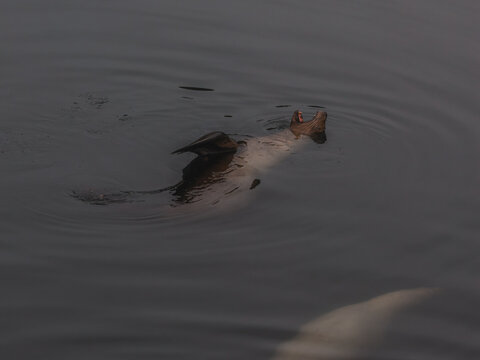 Aerial view of a sea lion swimming in the dark water with its head above the surface in Unalaska, Alaska, United States.