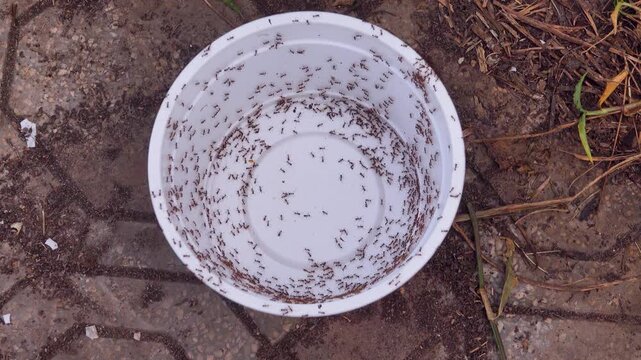 Animal behavior. Amazing phenomenon. Run a lap. Alarmed ants run around in bucket in circle (circular traffic), as they are guided not by sight, but by smell of neighbor (ground scent mark)