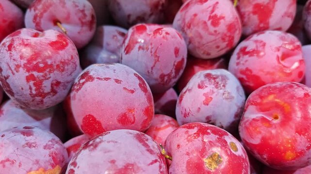 Harvesting fresh plums at a local farmers market in the summer season