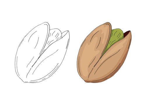 Vector illustration of black line and colorful hand drawn pistachios in nutshells isolated on white background. Design for farmer market, organic products or chocolate packaging