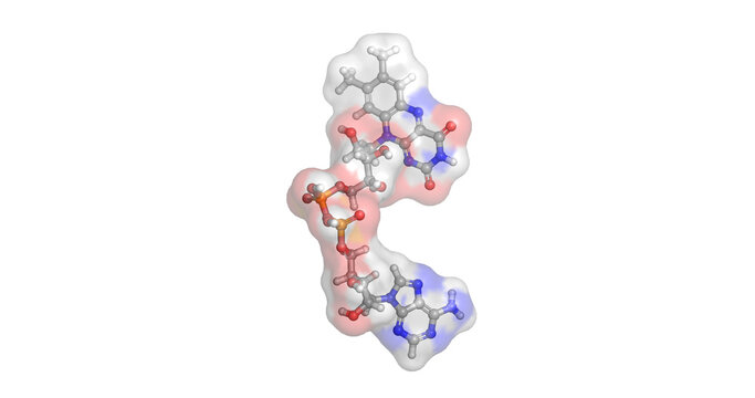 Flavin adenine dinucleotide (FAD), essential redox cofactor acting as an electron acceptor in numerous enzymatic metabolic reactions, 3D molecule 4K