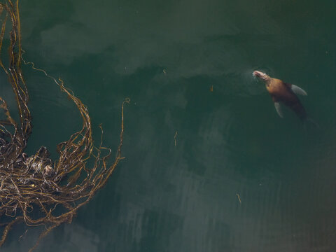 Aerial view of a sea lion swimming near a patch of kelp in the dark water of Unalaska, Alaska, United States.