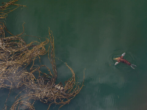 Aerial view of a seal swimming in dark green water near a large patch of floating kelp in Unalaska, Alaska, United States.