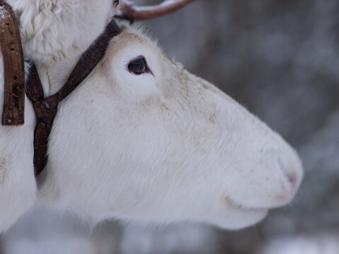 A close-up portrait of a white deer wearing a brown leather halter.