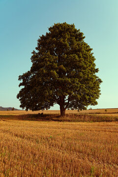 Solitary Lime tree on a harvested wheat field with fresh straw.