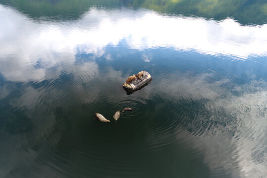 Aerial view of harbor seals swimming near a floating debris object in the calm waters of Unalaska, Alaska, United States.