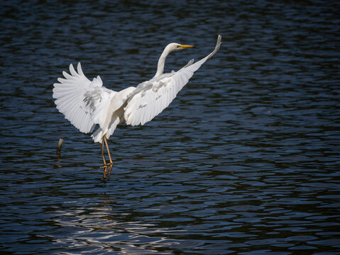 A white egret with outstretched wings over the surface of the water.