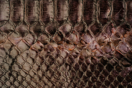 Python snakeskin leather texture with reptile scale pattern and glossy exotic background