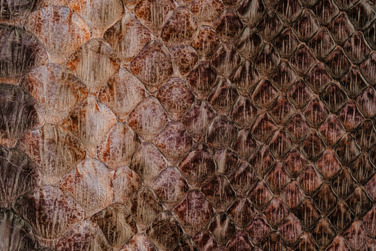 Brown python leather texture close up with reptile scale pattern and glossy exotic surface