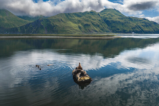 Aerial view of sea lions resting on a floating log in a calm bay surrounded by lush green mountains in Unalaska, Alaska, United States.