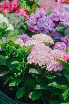 Potted Hydrangea macrophylla plants with pink and purple blooms