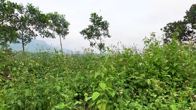 Many white daisies at the edge of the field, a banana abandoned plantation. A view of the river valley, floodplain tropical secondary forest. Vietnamese farming.