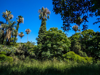 Fototapeta premium Tall palm trees surrounded by lush green foliage and dense tropical vegetation under a bright clear blue sky during a sunny day in the summer