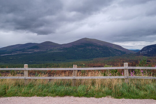 Purple heather blooms on the hills of Aviemore in the Highlands of Scotland under a soft grey sky during a calm afternoon in the countryside